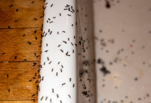 Wildlife Control Services in Buffalo Grove, IL