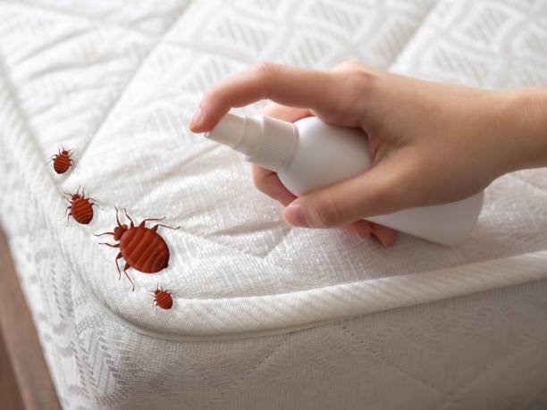 Professional Pest Control in Buffalo Grove, IL