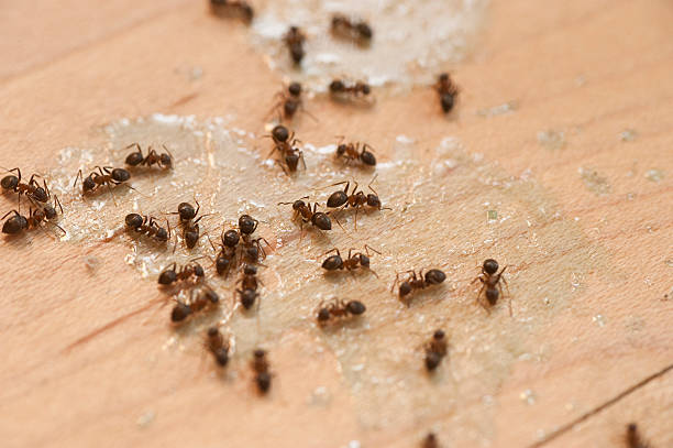 Best Affordable Pest Control Services  in Buffalo Grove, IL